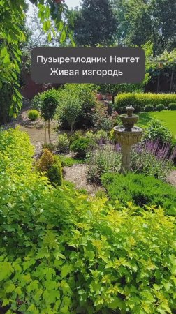 Живая изгородь. Пузыреплодник Наггет. Стрижка живой изгороди.mp4