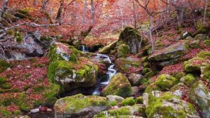 Музыка, которая звучит так, будто её написали духи природы! - You Wasted My Time When I Was Timewast