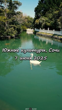 Парк Южные культуры, Сириус, Сочи. 7 июня 2025