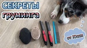Как вычесывать аусси? Секреты груминга от Юсси! | 5 расчесок, которые спасут ваш дом от шерсти