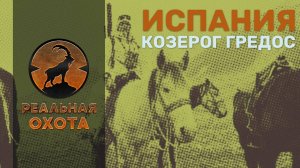 КОЗЕРОГ ГРЕДОС | ИСПАНИЯ | IBEX GREDOS | РЕАЛЬНАЯ ОХОТА