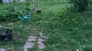 Подняли розу! Крылья на мангале.