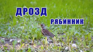 Дрозд Рябинник. Птицы России. Семейство Дроздовые. Наблюдаем за птицами. Орнитология.