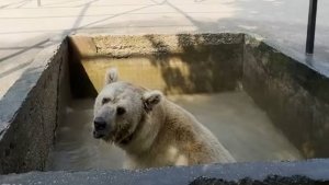 Развлекаем межвежат Топу и Кнопу шишками, смотрите что будет! Сирийский мишка освежается в бассейне.