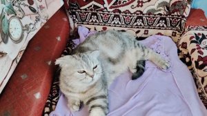 Жизнь в деревне 🏡// закололи свинью // встреча с детьми 🥰 // застолье//