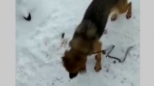 Одни счастливы, других не спасли...