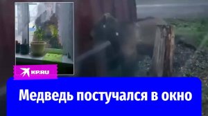 Медведь пришёл в гости к жителям села Усть-Хайрюзово на Камчатке