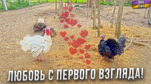 Выпустила индюка на свободу и тут началось такое... Полный обзор птичьего двора Яны: курицы и индюки