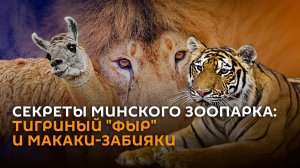 Как вызвать тигра из клетки и другие истории из Минского зоопарка