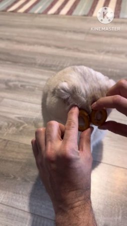 🥯😸 😸
