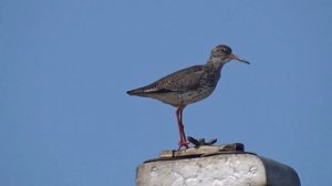 Кулик ругается...