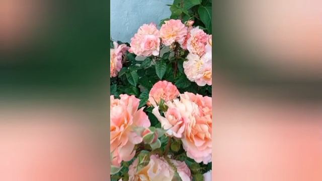 Цветет роза чайно-гибридная  Аугуста Луиза
