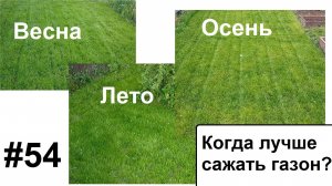 Когда сажать газон.