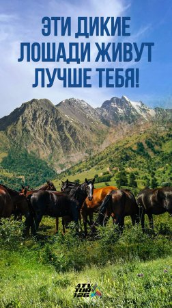 Эти дикие лошади живут лучше тебя 😱