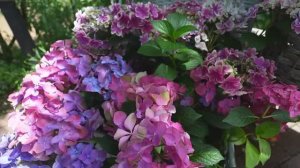 САДЫ ЯПОНИИ. ФЕСТИВАЛЬ УДИВИТЕЛЬНЫХ ГОРТЕНЗИЙ В АНГЛИЙСКОМ САДУ  ИОКОГАМЫ