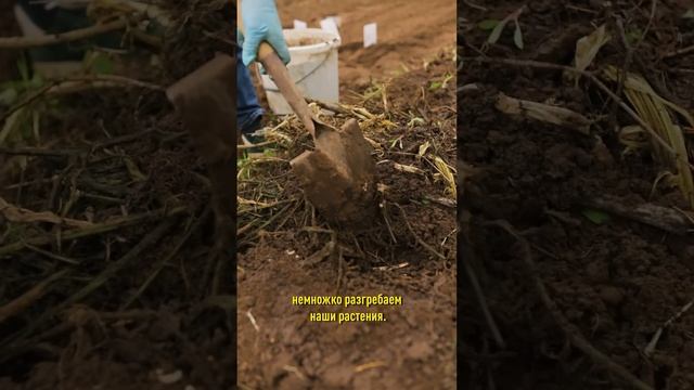 Ленивая грядка для тыквы и кабачков! Урожай раньше и больше, а полоть и подкармливать не придется!