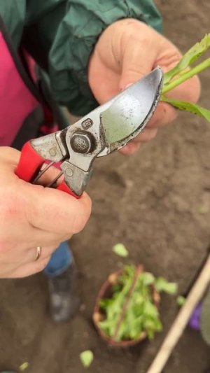 Черенкуем флоксы у Елены Константиновой