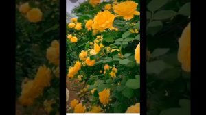 Пространство Любви