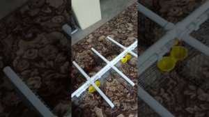 Сортировочная клетка для перепелов