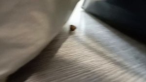 Мартин vs Бебик