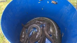 итоговый улов у Дмитрия