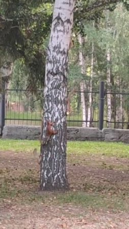 Танец от белок 🌰🌰🌰 #Танец #Танецотбелок#Танцы #shorts