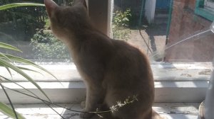Нажарила гренки!.Купила лекарства астматика ! Рисунки дочери !.Новые цветы ! Юг России 🏝️.