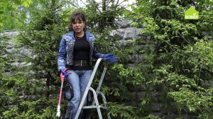 Как ухаживать за живой изгородью из ели. Советы для вашего сада от Ольги Платоновой