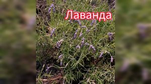 Такого вы ещё не видели, кусочек прованса. Лаванда