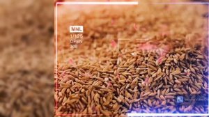 Рис оптом от 10 тонн 39 р кг