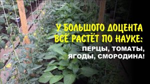 Секретная формула: Как сделать все растения в огороде-саду чемпионами.