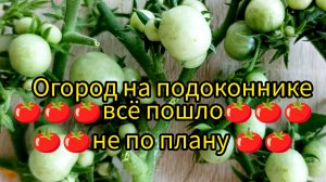 Доброе утро 10-06-2025🍅Обзор томата на балконе #сад огород