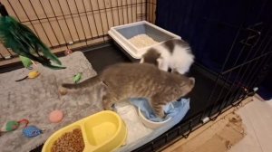 VID_20250610_113206_764.mp4