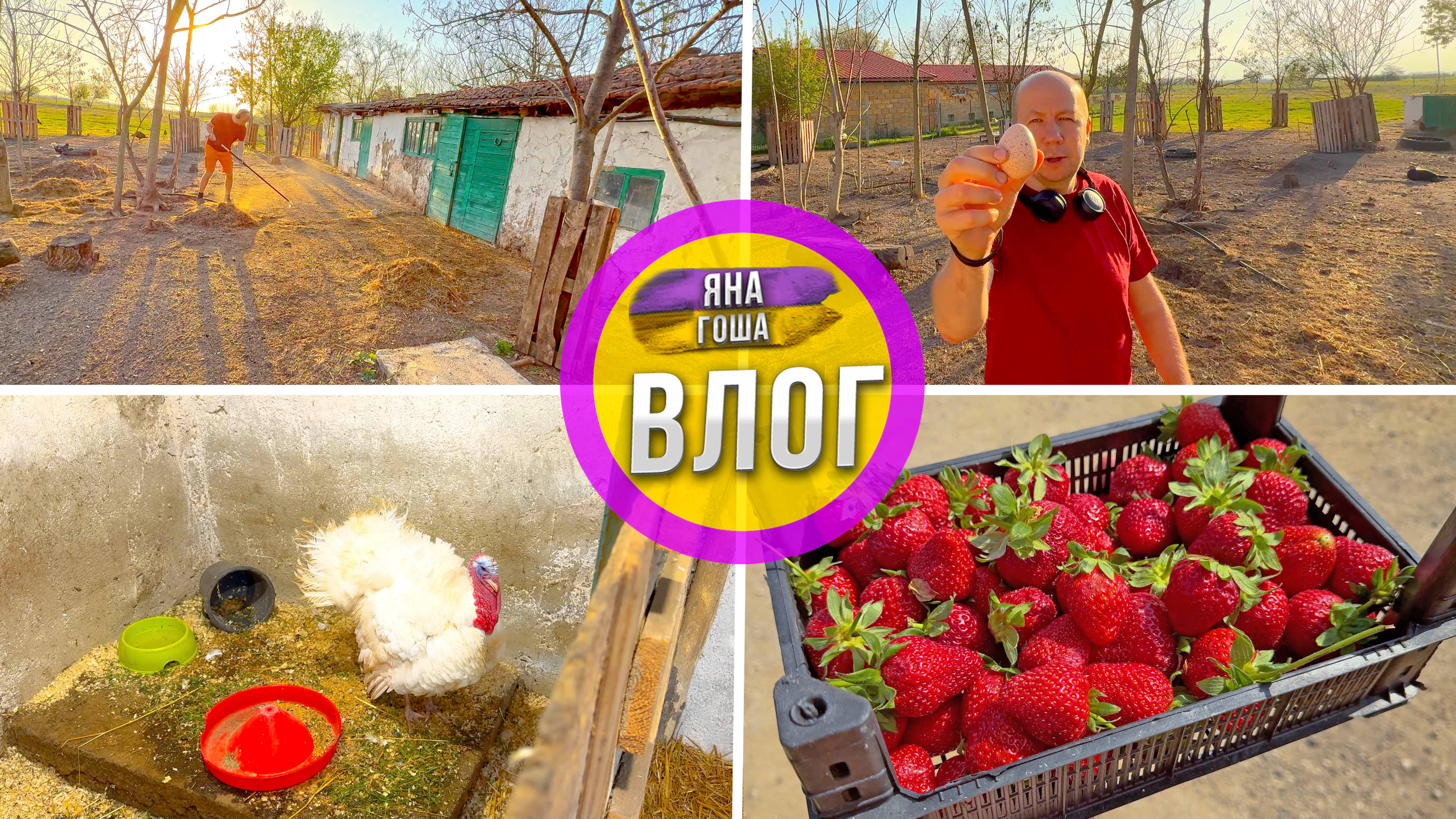 Жизнь в деревне. Навел порядок на ферме. Что с новым индюком? Почем клубника в Крыму?