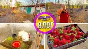 Жизнь в деревне. Навел порядок на ферме. Что с новым индюком? Почем клубника в Крыму?