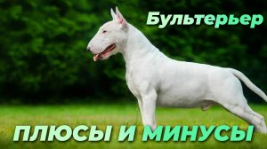 Бультерьер. плюсы и минусы