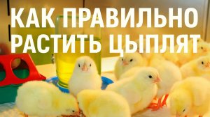 Как правильно растить цыплят. Запоминайте и применяйте