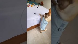 NssyFU-a0AI - When the Dog Does Karate Better Than You #shorts #animals #pets #funny #fannydog