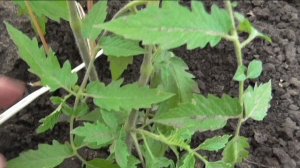 Подвязка помидоров в теплице