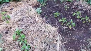 Мульчирование грядок СНТ Прогресс Тургеневка.