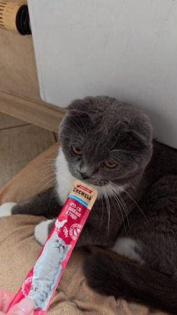 С Днём Рождения Плюшевое Чудо!❤️🐱
