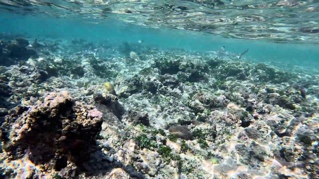 Морской заповедник в Хиккадуве смотреть онлайн