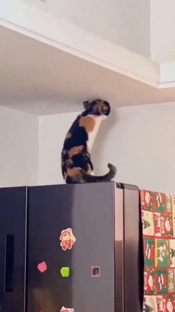 Котик технично скрылся в отверстии 🤩👍😘😉