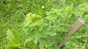 Прекрасное лето 10 июня