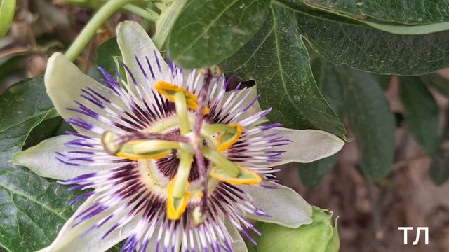 ПАССИФЛОРА. май 2024г. смотреть онлайн