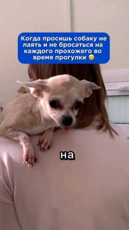 Когда просишь собаку не лаять и не бросаться на каждого прохожего во время прогулки