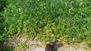 Всё интересно коту Тишке на улице
