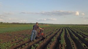 окучивание картофеля 2025