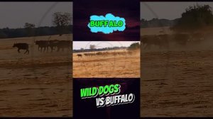 NnpW_17w5SM - ＊＊＂Wild Dogs vs Buffalo： A Battle of Survival and Sacrifice!＂＊＊ #shorts #animals #fact