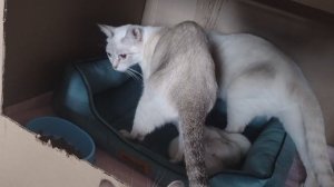 Чисаня та ещё мать, ее больше интересуют большие котята, а не свои маленькие